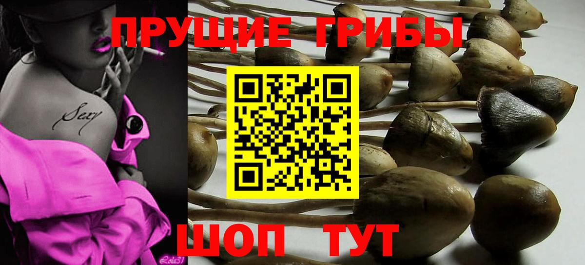 Звенигород  Псилоцибиновые грибы Psilocybine cubensis  Галлюциногенные грибы мухоморы  Вход с VPN 